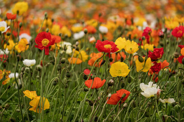 The poppy flower in the Ikoma Plateau, Kobayashi, Miyazaki