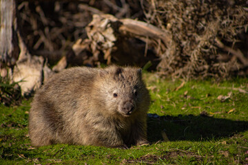 Naklejka premium wombat in a bushland at maria island Tasmania