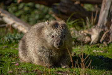 wombat in a bushland at maria island Tasmania