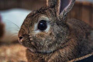 Rabbit