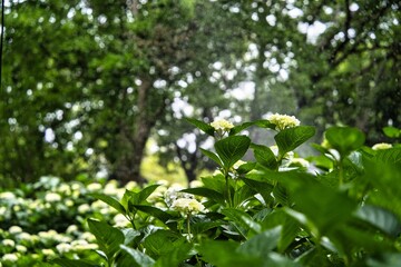 Hydrangea