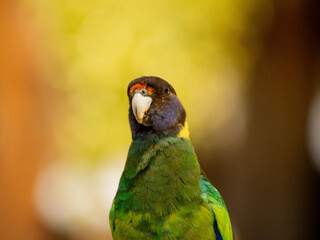ring neck parrot in  a caravan parc