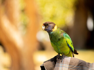 ring neck parrot in  a caravan parc