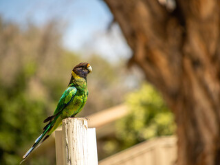 ring neck parrot in  a caravan parc