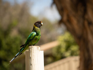 ring neck parrot in  a caravan parc