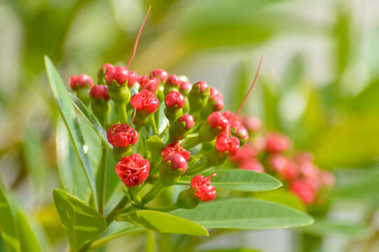 Close Up Warm Shine Upon Beautiful Tiny Flower Buds Of Red Golden Penda Or Xanthostemon Chrysanthus