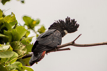 red tail black cockatoo  © David