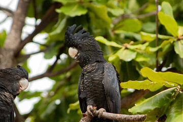 red tail black cockatoo 