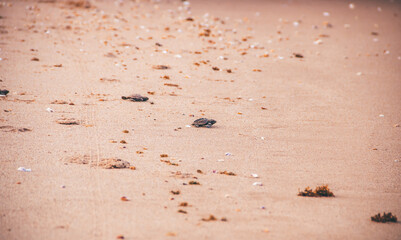 turtle spawning