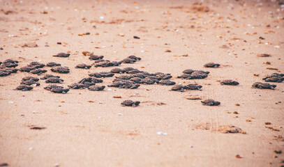 turtle spawning