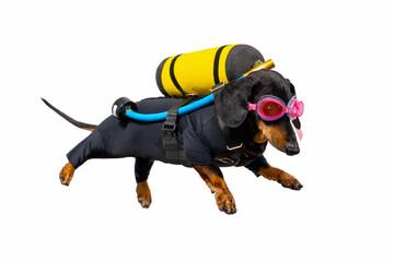 Funny dachshund dog in a wetsuit, wearing diving equipment behind its back with goggles and...