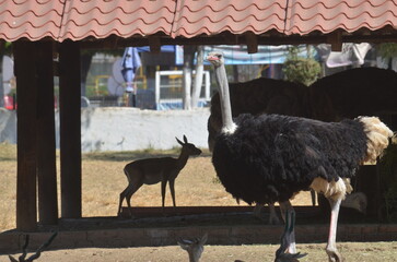 Avestruz en cautivero