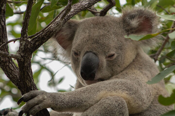 koala hang on on a gum tree