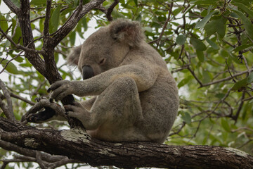 koala hang on on a gum tree