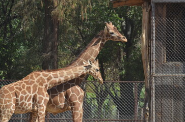 Jirafas en cautiverio