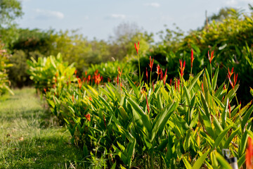 heliconia in a florist farm