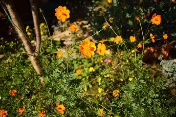 yellow flowers in the garden