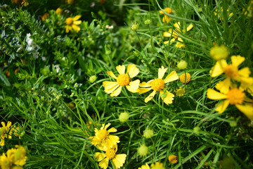 Obraz premium yellow dandelions in the grass