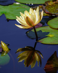 A lotus an its reflection in Shimin no Mori Park, Miyazaki