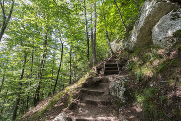 Obraz premium Dirtpath in the middle of deciduous trees in a typical alpine forest in the Julian Alps in Slovenia, during a sunny summer day, in deep woods, in Europe, with wooden stairs and steps......