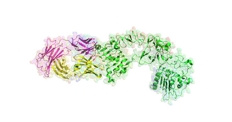 Cetuximab (Erbitux), anticancer antibody (scarlet and yellow), bound to target epidermal growth factor receptor (green), 3D molecule