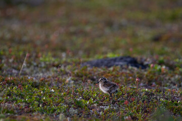 Young Red-necked Phalarope, Phalaropus lobatus, running along the willows on the arctic tundra. Arviat, Nunavut