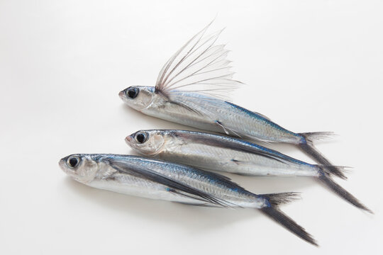 トビウオ　魚　活魚