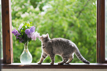 Cute cat of the Scottish straight sitting and vase with flower lilac on a vintage windowsill. Still...