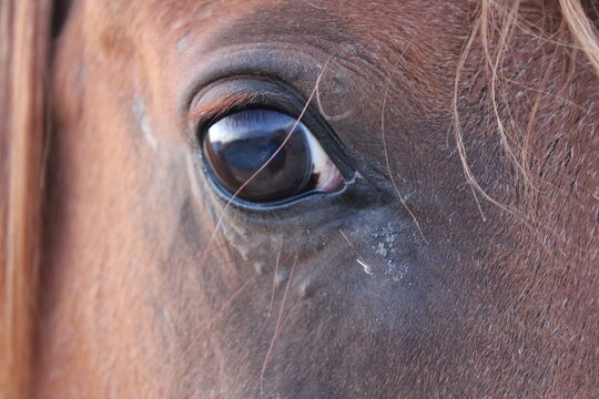Close up of a horse eye.