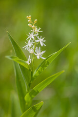 Smilacina stellata - Blooming Spring Wildflowers