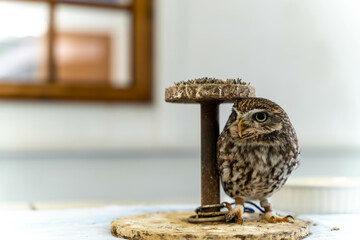 コキンメフクロウ