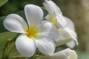Fototapeta na wymiar Lilac flowers blooming in nature flowers in tropical garden