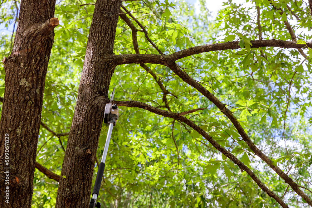 Poster pruning trees a man cuts a tree with a chainsaw