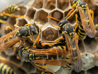 European wasp (Vespula germanica) building a nest to start a new colony.