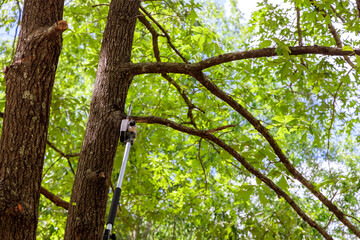 Pruning trees a man cuts a tree with a chainsaw