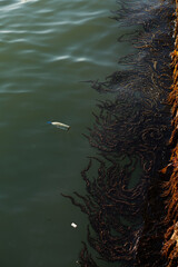 Seaweed in seawater next to empty bottle floating on surface. Water Pollution