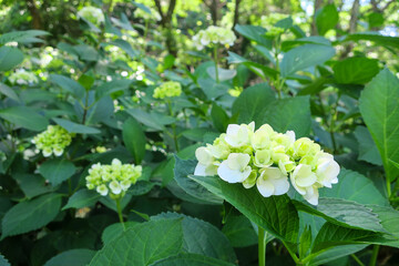 公園に咲く白い紫陽花の花