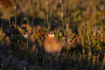 A young willow ptarmigan or grouse hiding among willows in Canada's arctic tundra. Near Arviat, Nunavut