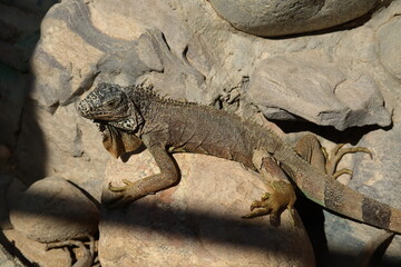 iguana on the rocks