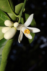 Pequeña flor blanca