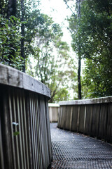 wooden path through trees