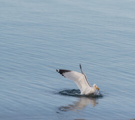 one isolated seagull in calm blue water on nice day outside with wings spread black tips on wings white feathers gull vertical format room fo type content or logo shot on nice day on lake Ontario 