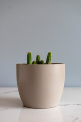 Echinopsis peanut cactus in a decorative flowerpot