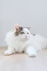 木のフローリングの上でのんびりしている白猫が睨んでいる