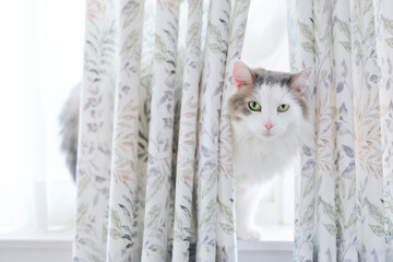 カーテンの後ろの白猫