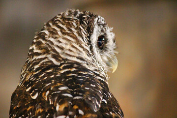 横を見ているアカアシモリフクロウの後ろ姿