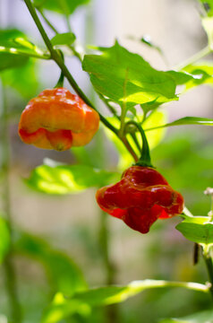 Cachucha pepper or trompito pepper on the plant 
