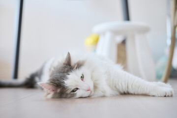 床の上でゴロゴロしている白猫