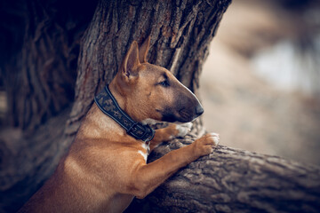Ginger puppy miniature bull terrier is standing by a tree.