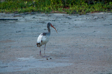 Ibis